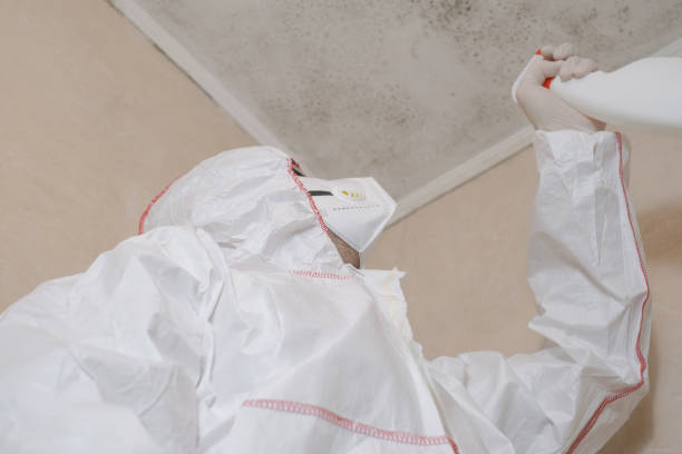 St Francis, MN Mold Removal Company