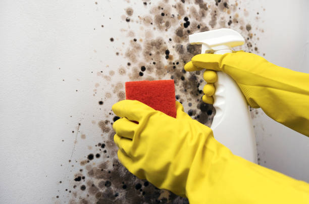 Certified Mold Removal in St Francis, MN